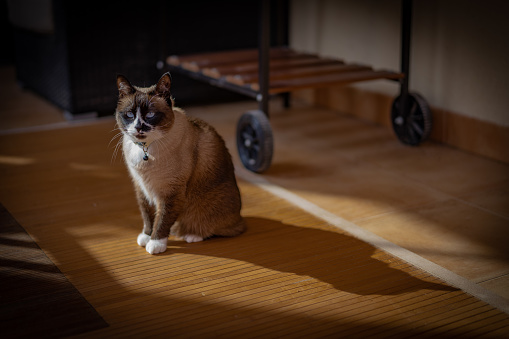 Adult snowshoe cat is sitting on the terrace house.