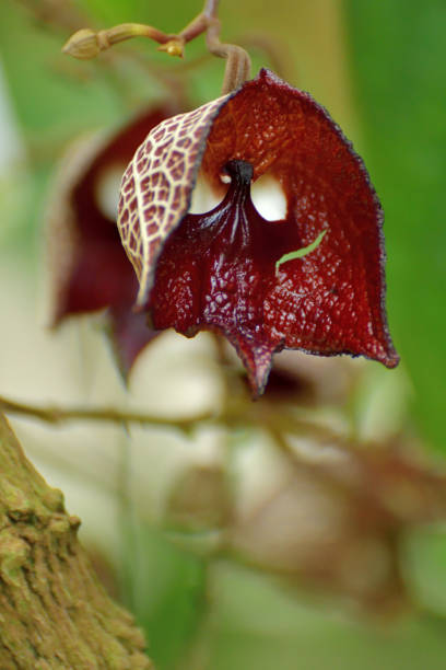 istock Aristolochia salvadorensis / Darth Vader plant / Pipe vine Flower 1193293872