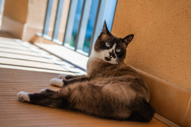 istock Adult cat resting on the terrace 1193293940