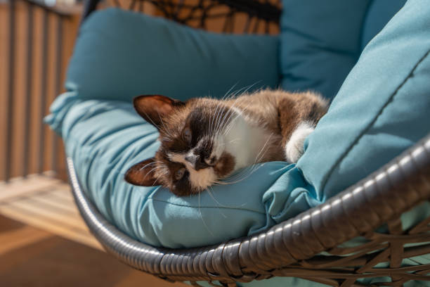 istock Cat resting on a blue sofa on the terrace house 1193294522