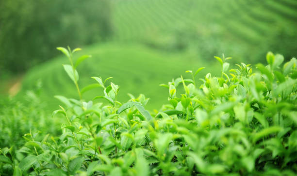 istock Green tea fresh leaf extract Ready to harvest - Image 1193294673