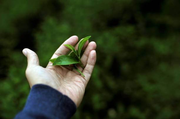 Hand holding of fresh green tea leaf during morning sunrise - Im stock photo