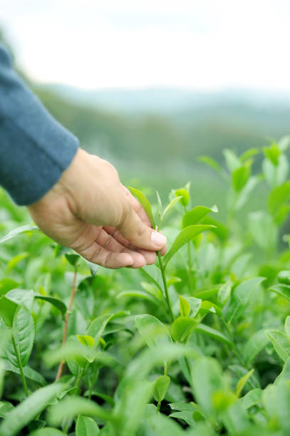 istock Hand finger picking up tea leaves at a green tea, Natural select 1193294720