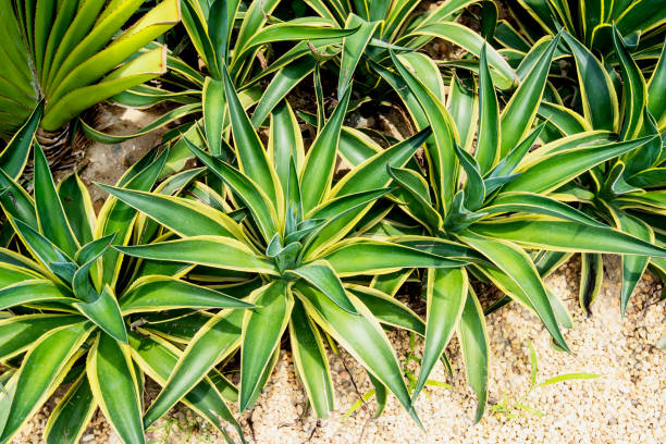 istock agave plant leaves in garden 1193294733