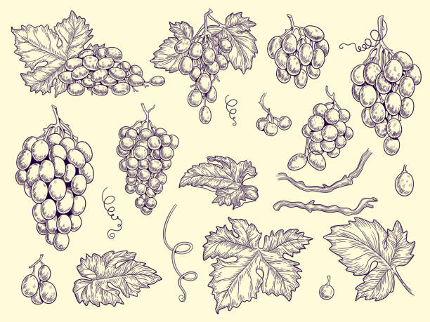Grapes set. Vineyard collection wine grapes and leaves vector engraving graphic pictures for restaurant menu Grapes set. Vineyard collection wine grapes and leaves vector engraving graphic pictures for restaurant menu. Illustration grape wine, fresh taste grapevine a bunch of flowers clip art stock illustrations
