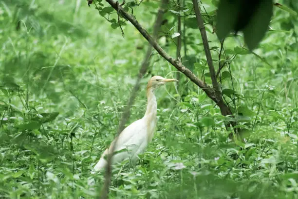 Great milky white plumage Egret Heron standing in a wetland in green leaves background. It a species of Crane bird family with long neck and yellow beak. Vedanthangal Bird Sanctuary, Tamil Nadu, India