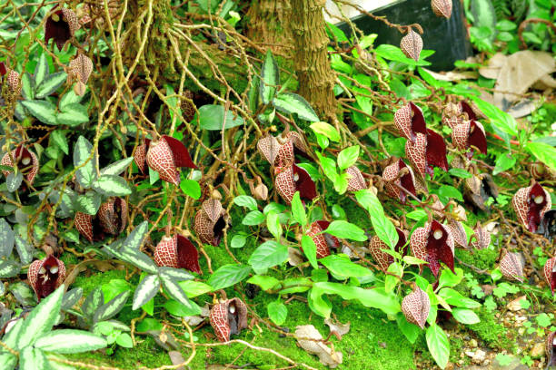 Aristolochia salvadorensis / Darth Vader plant / Pipe vine Flower