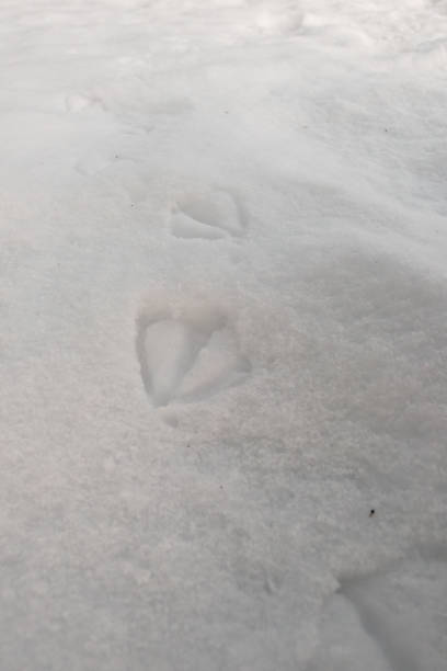 istock Footprints of a duck in snow 1193295164