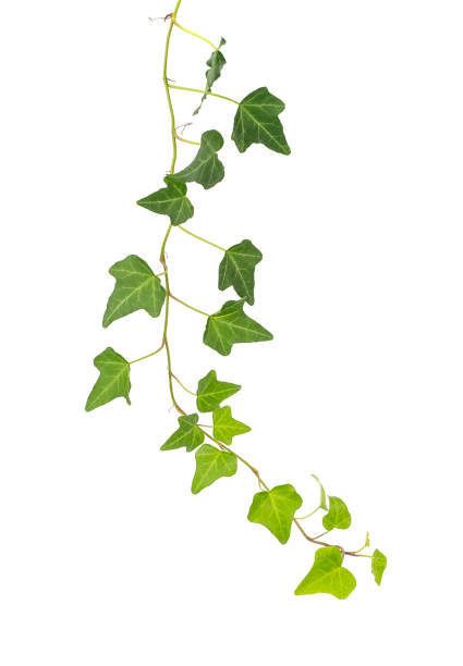 istock ivy leaves isolated on white 1193295186