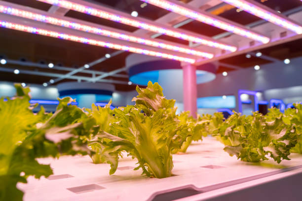 gewächshausgemüse pflanze mit led light indoor farm technologie - greenhouse plant nursery plant lighting equipment stock-fotos und bilder