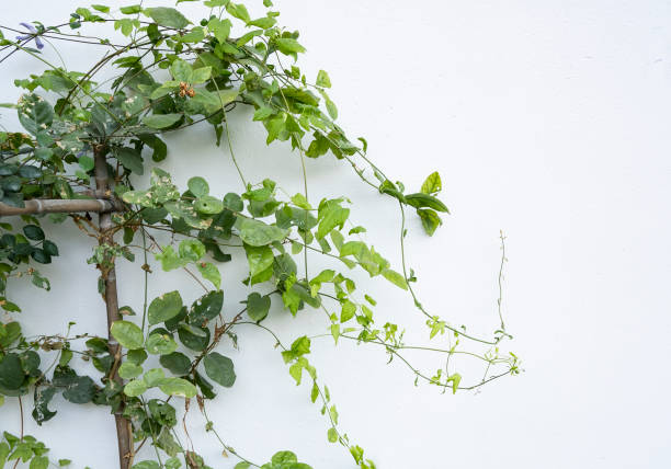 istock ivy leaves isolated on white 1193295274