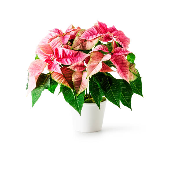 istock Poinsettia christmas flower 1193295874