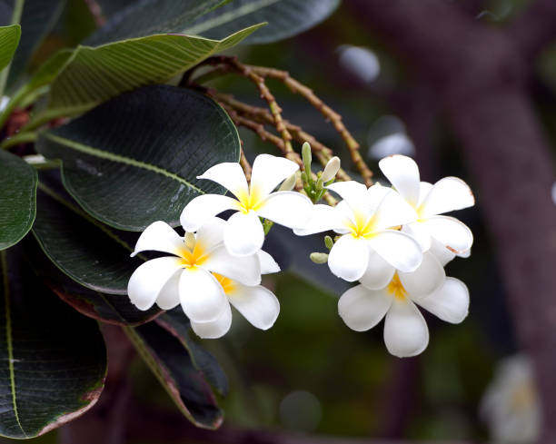 Religious Temple flowers, or Frangipani, growing around Mount Popa Buddhist temple stupa and buildings at the top peak of a rocky extinct volcano in central Myanmar in the region of Mandalay, 50 km southeast of Bagan in the Pegu Range. It can be seen from the Ayeyarwady River as far away as 60 km in clear weather