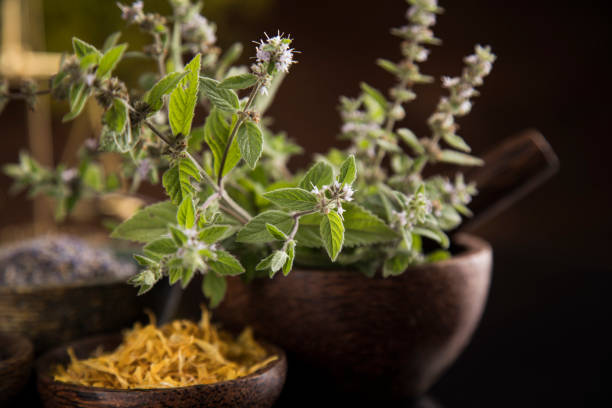 istock Alternative health, fresh herbal and mortar in black mirror background 1193299933