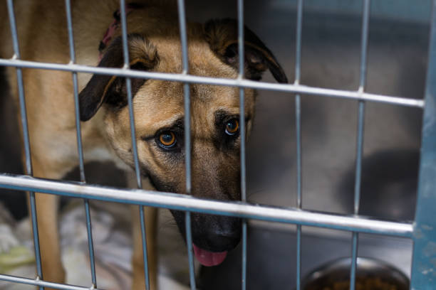 istock dog at the veterinary clinic 1193300040
