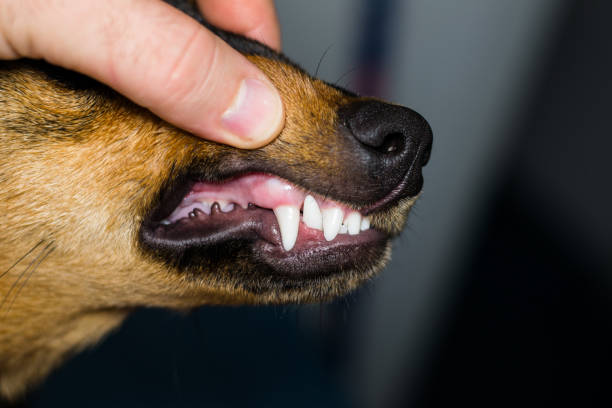 istock new teeth in dog at the 6 months old 1193300110