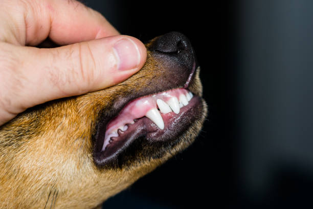 istock new teeth in dog at the 6 months old 1193300112