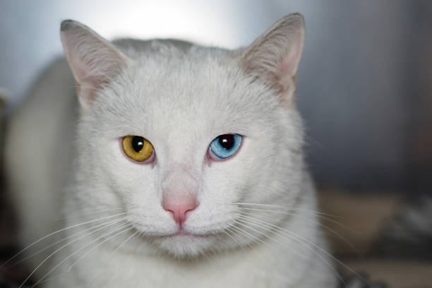 cat with heterochromia iridis