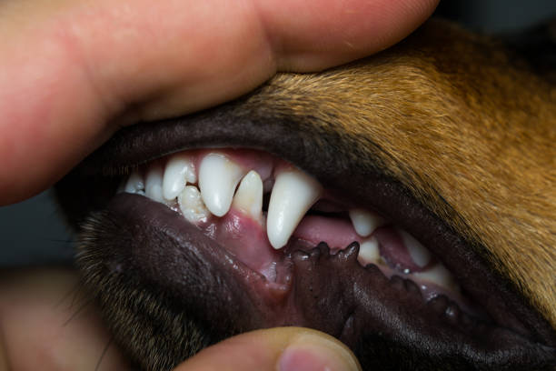 istock new teeth in dog at the 6 months old 1193300142