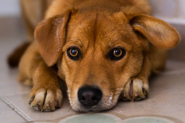 istock dog at the veterinary clinic 1193300165