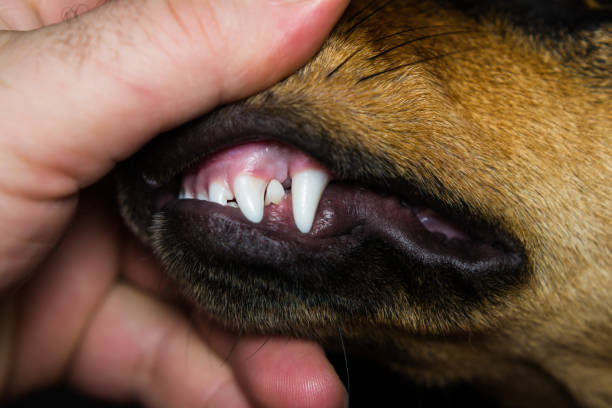 istock new teeth in dog at the 6 months old 1193300180