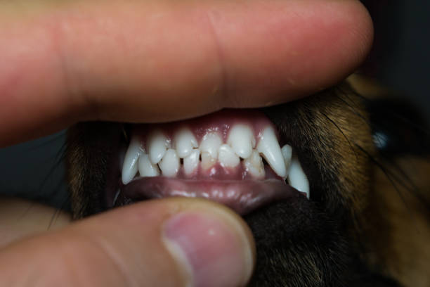 istock new teeth in dog at the 6 months old 1193300181