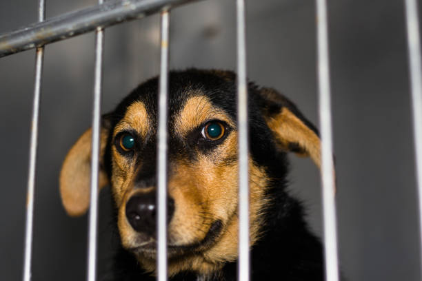 istock dog at the veterinary clinic 1193300196
