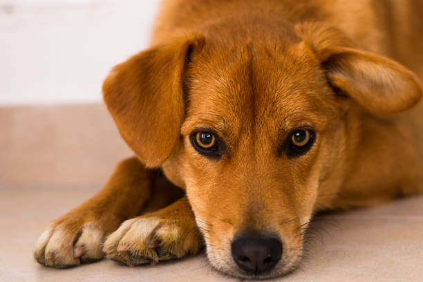istock dog at the veterinary clinic 1193300202