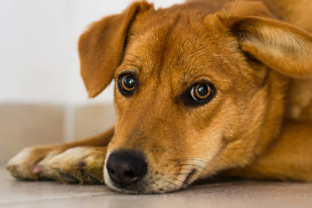 istock dog at the veterinary clinic 1193300221