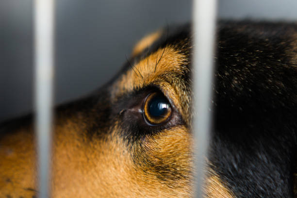 istock dog at the veterinary clinic 1193300335