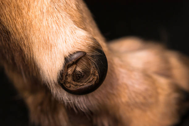 istock ingrown toenail in dog 1193300434