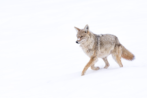 Coyote, canis latrans, Rocky Mountain National Park, Colorado, USA