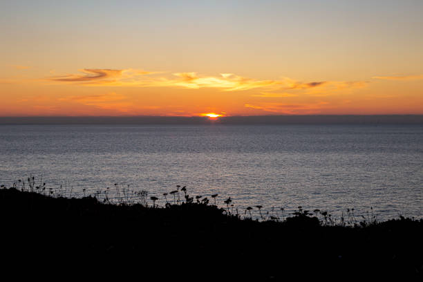Sunset over the ocean with silhouetted plants in the foreground