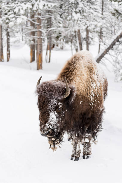 istock Bison in Yellowstone in winter 1193301539