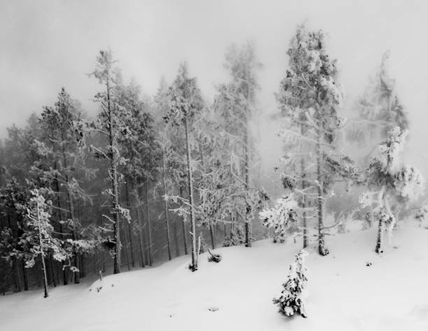 istock Winter scene in Yellowstone National Park 1193301709