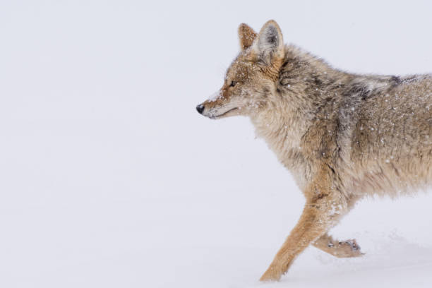istock Coyote traveling through a snowy landscape 1193301756
