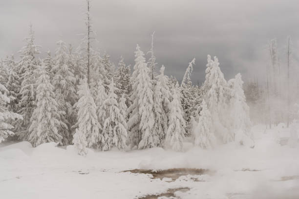 istock Winter scene in Yellowstone National Park 1193302002