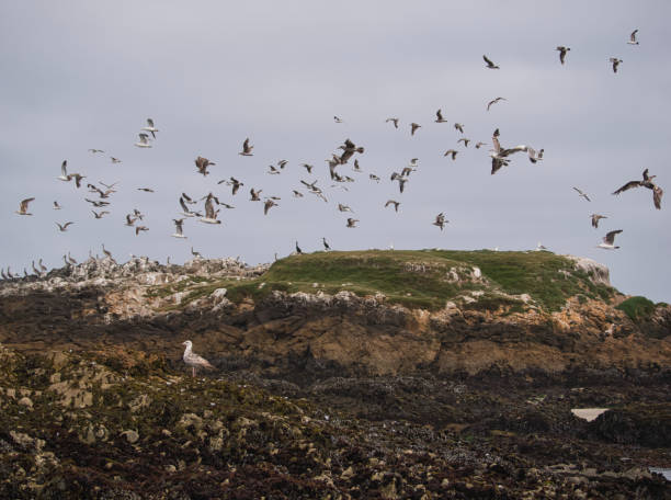 istock Seagulls fly over the cormorants and pelicans 1193302123