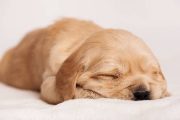istock Golden Retriever dog on a white background 1193302211