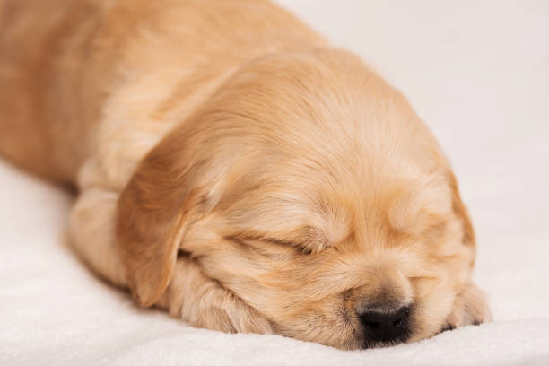 istock Golden Retriever dog on a white background 1193302228