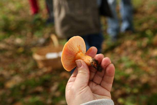 istock Mycologist demonstrates and talks about various forest mushrooms 1193306601