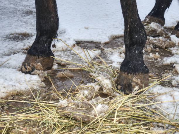 Horse's hooves pressed in nature ground in winter stock photo