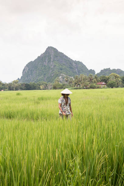 One male, walking through green rice paddies with mountains in background One young man, wearing shorts and a light shirt, walking across green rice paddy fields. In the background, some wild mountains of Kampot, Cambodia kampot stock pictures, royalty-free photos & images