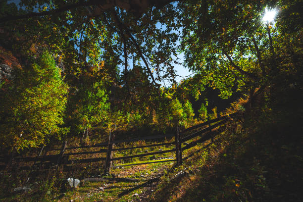 Wide-Angle view of a wooden hedge surrounded by partly yellowed autumn trees; fall landscape with old fencing and hills around overgrown with birches