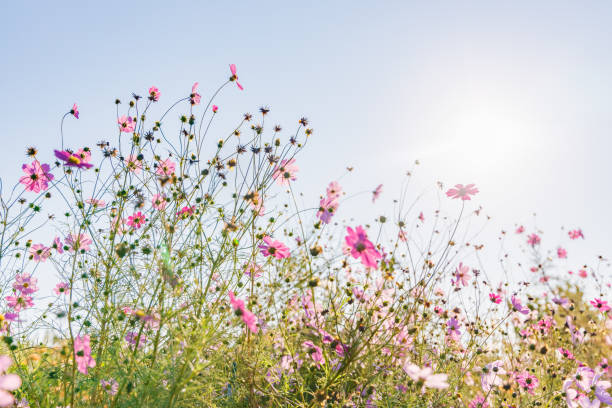 istock Colorful cosmos bathing in the morning sun 1193309385