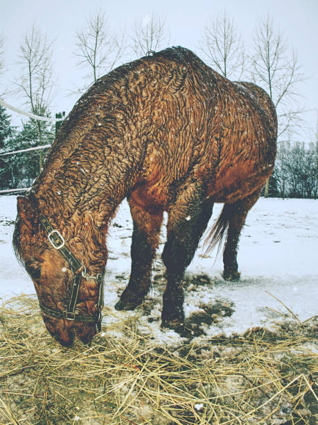 cheval brun avec de longs flottements de crinière d'hiver - field event photos et images de collection