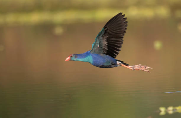 istock The Grey headed swamphen flying 1193310823