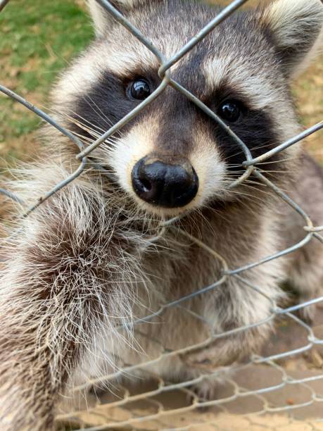 istock Adorable captive raccoon (Procyon lotor) playing with the camera 1193312299