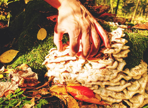 istock Female hand takes white mushrooms  from tree stump 1193313373
