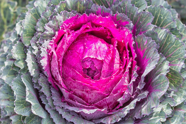 istock decorative pink and white cabbage with water droplets 1193313852